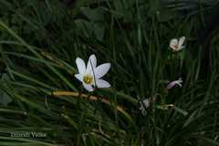 Zephyranthes candida